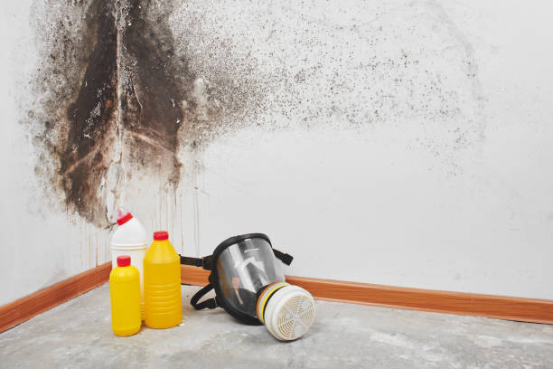 Best Basement Mold Remediation in Brisbane, CA