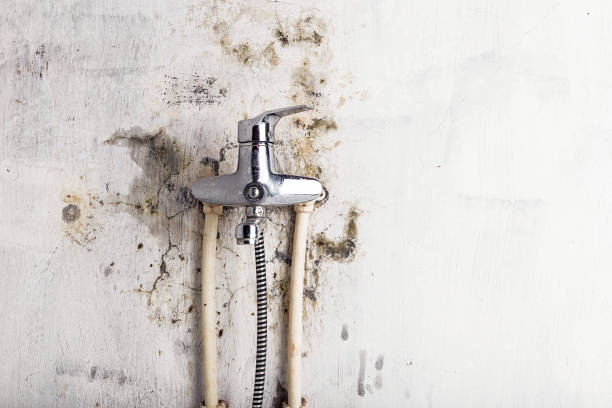 Best Health and Safety Mold Remediation in Brisbane, CA