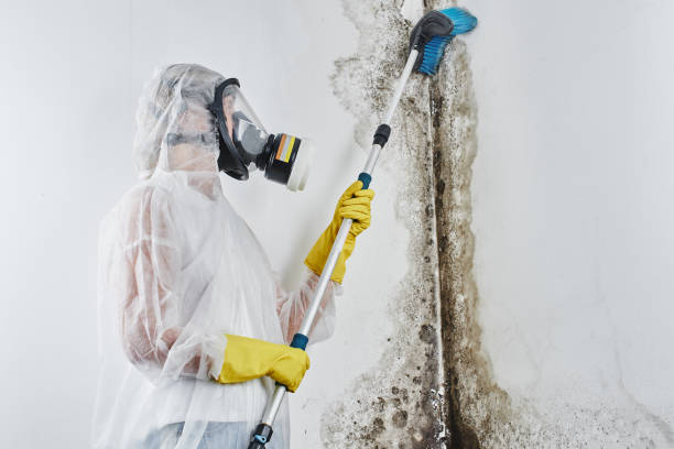 Best Post-Flood Mold Remediation in Brisbane, CA