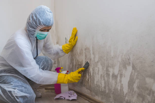 Best Industrial Mold Remediation in Brisbane, CA