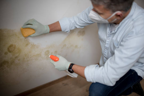 Best Mold Testing and Inspection Services in Brisbane, CA