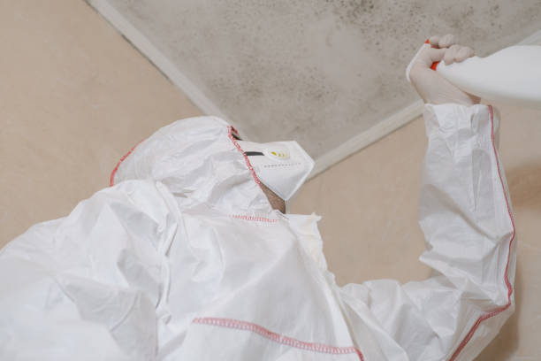 Best Post-Flood Mold Remediation in Brisbane, CA