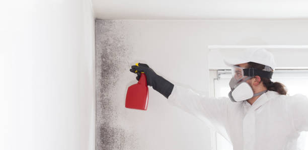 Best Residential Mold Remediation in Brisbane, CA