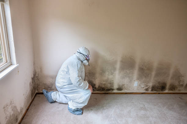 Reliable Brisbane, CA Mold Remediation Solutions
