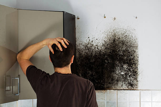 Best Localized Mold Remediation (e.g., coastal areas, humid climates) in Brisbane, CA