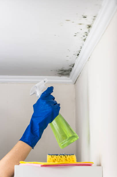 Best Commercial Mold Remediation in Brisbane, CA
