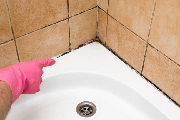 Best White Mold Remediation in Brisbane, CA